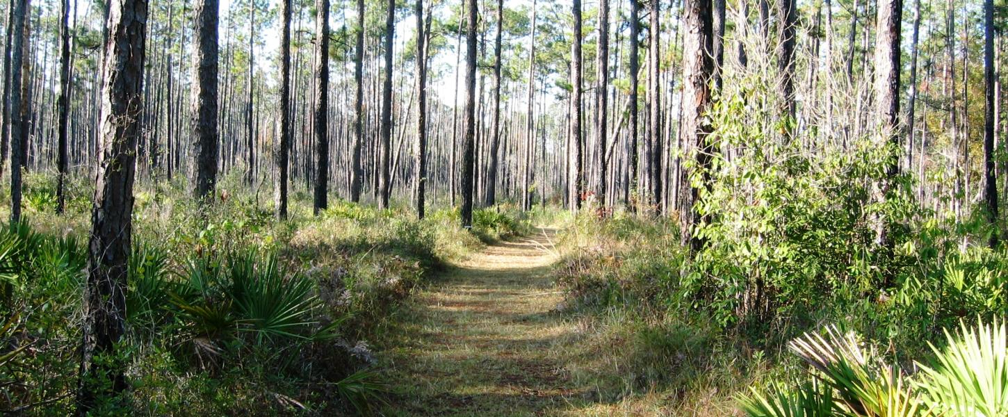 Trails at Blackwater River Florida State Parks